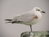 Mediterranean Gull at Southend Pier (Steve Arlow) (38356 bytes)